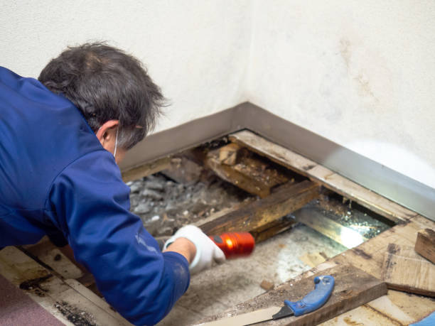 Why You Should Choose Our Mold Remediation Services in Cabool, MO